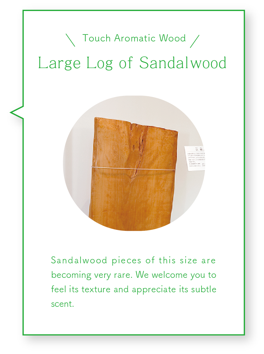 Large Log of Sandalwood