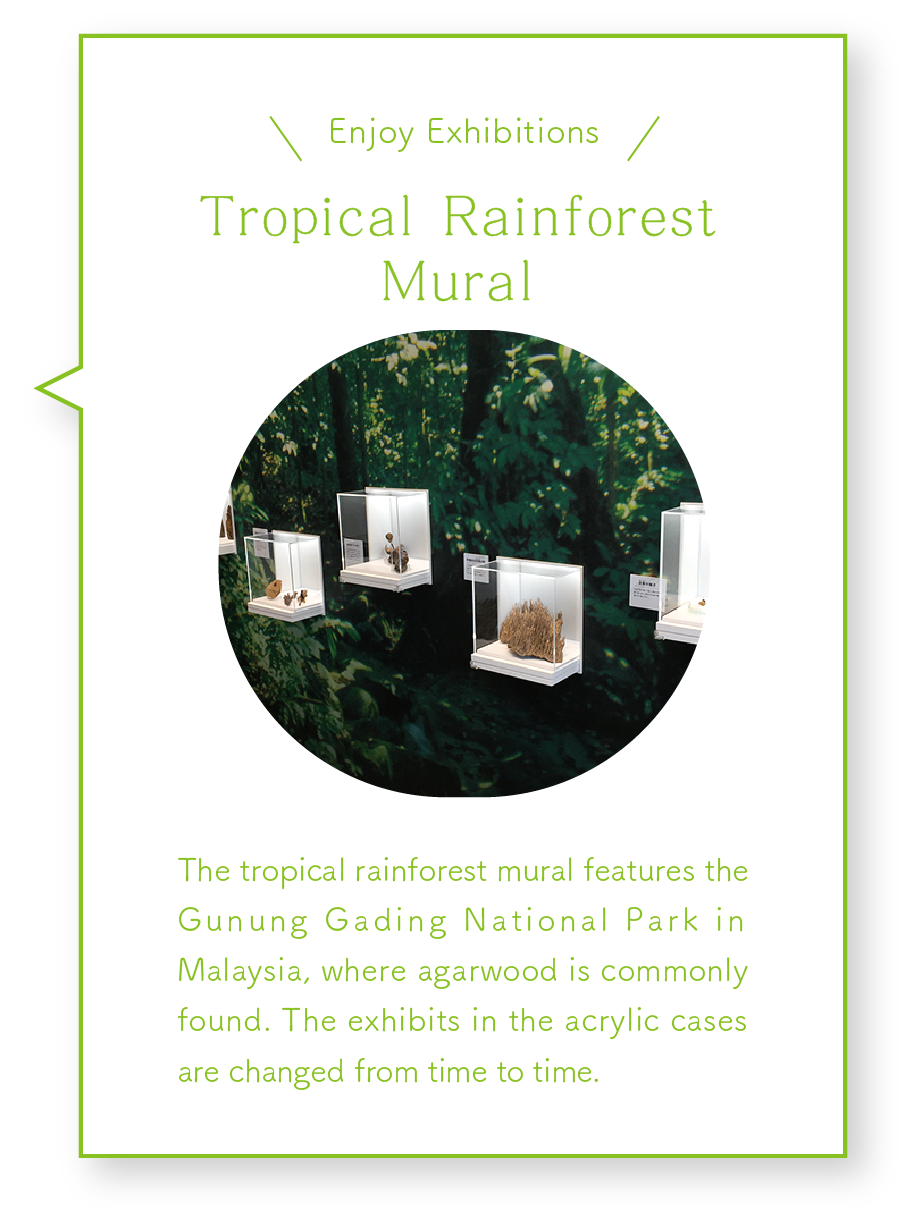Tropical Rainforest Mural