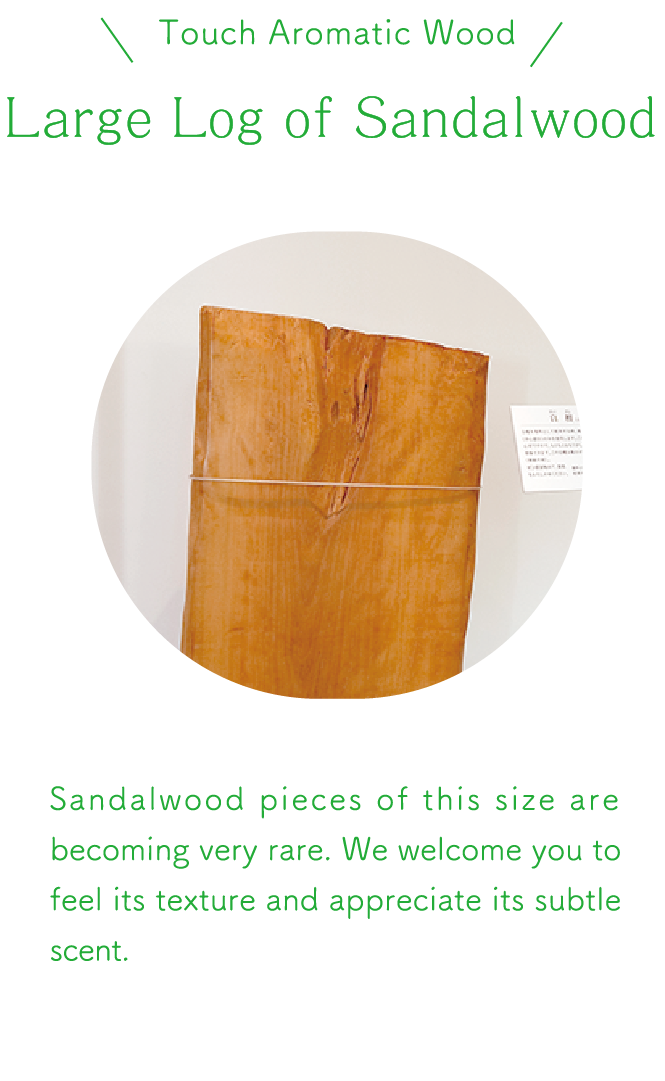 Large Log of Sandalwood