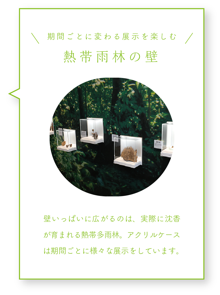 熱帯雨林の壁