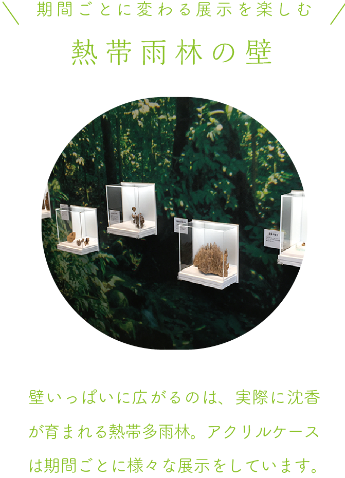 熱帯雨林の壁