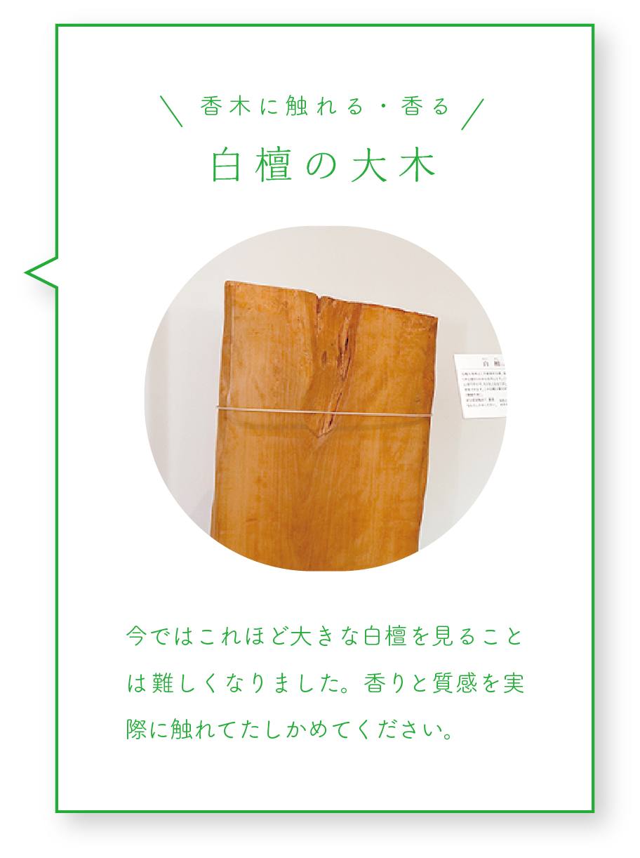 白檀の大木