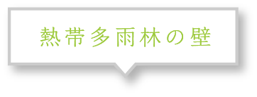 熱帯雨林の壁