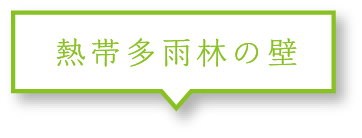 熱帯雨林の壁