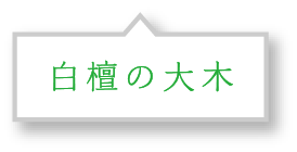 白檀の大木