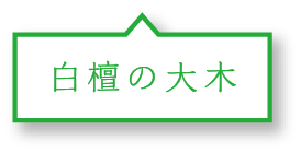 白檀の大木
